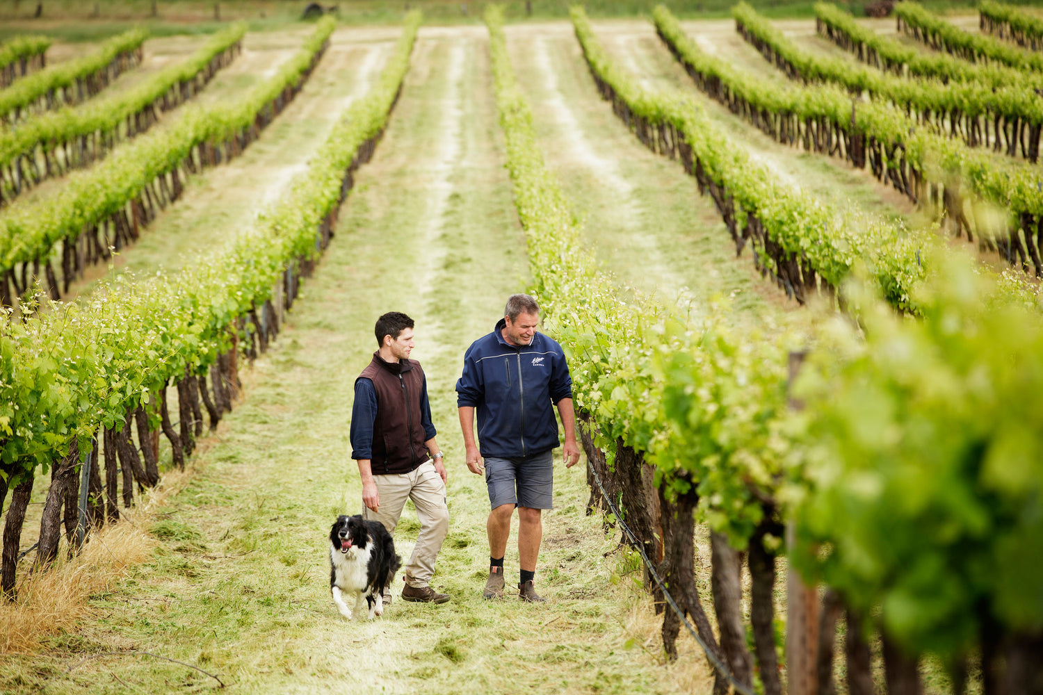 Conrad and Peter, with Baloo, walking through vineyard rows.