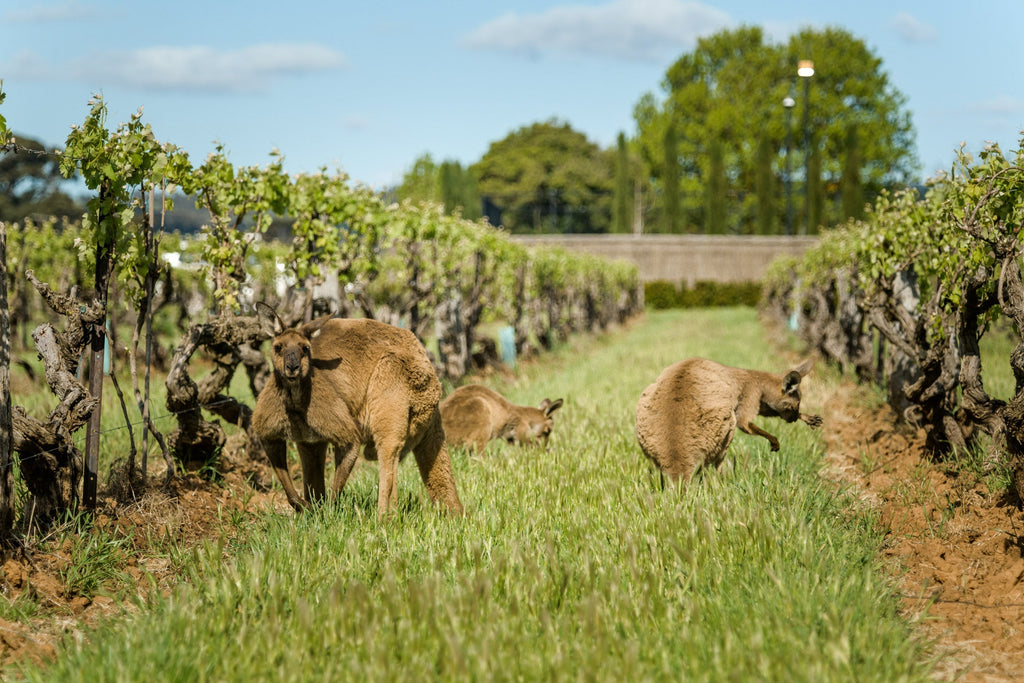 Winery and Vineyard Update Sept 2025