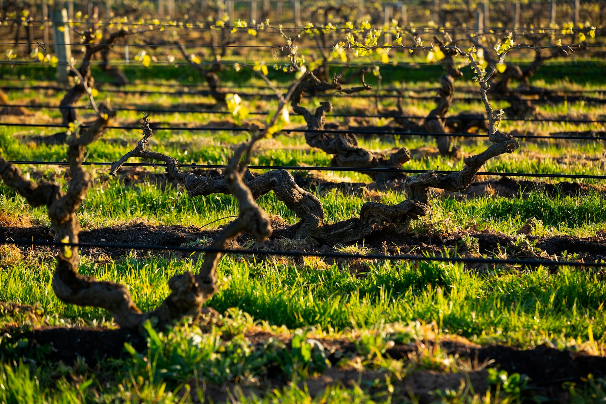 Old vines at Elderton's 1915-planted Greenock vineyard