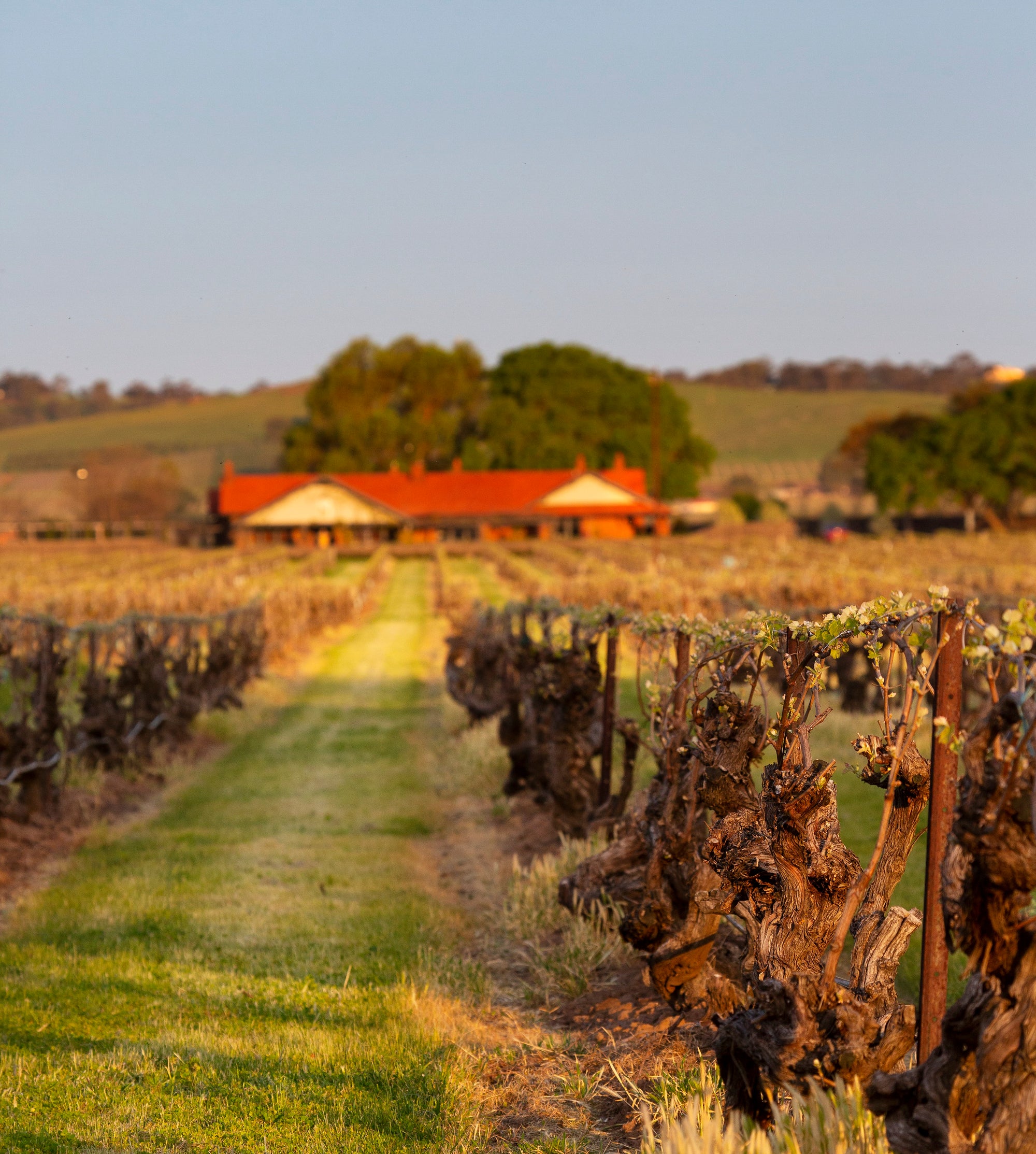 The Command Shiraz vineyard block looking toward Elderton's cellar door