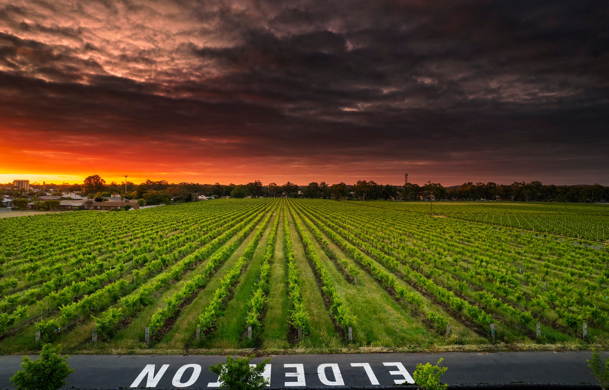 Elderton's original Nuriootpa vineyard at sunset, rows of old vines beside the North Para River