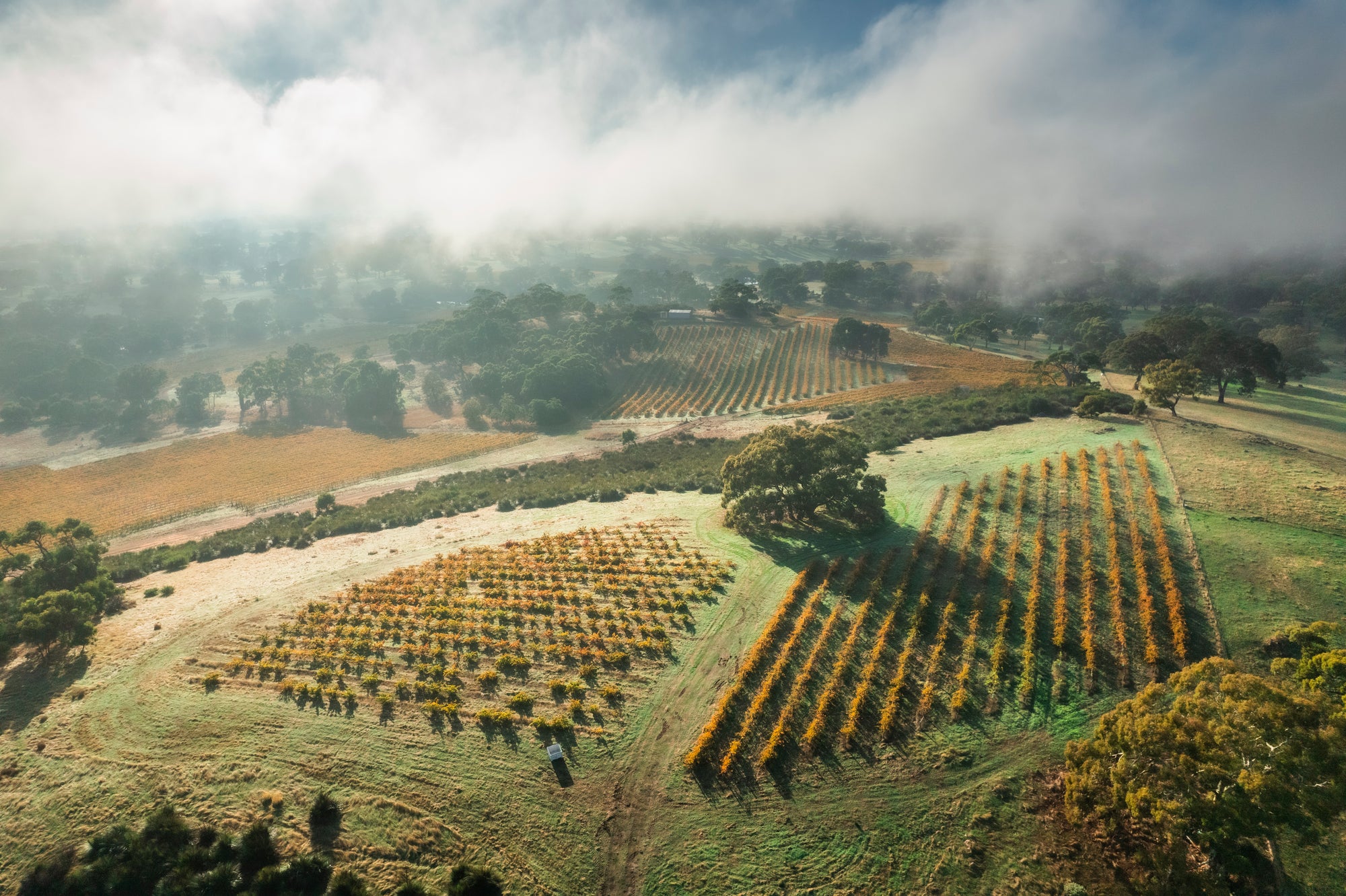 Elderton's Mengler Hill vineyard from above, among the highest in the Barossa
