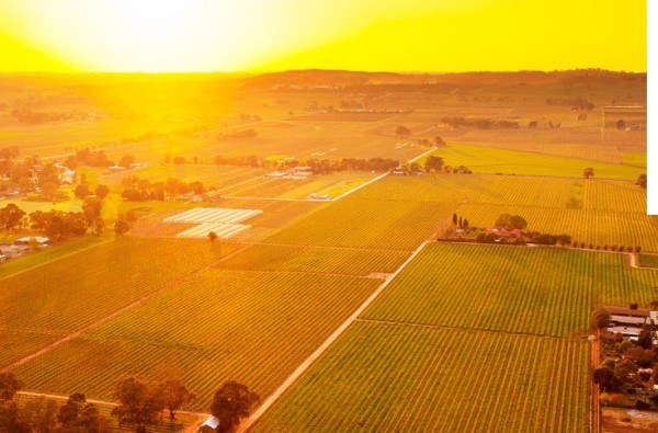 Aerial view of the Elderton Nuriootpa vineyard at sunrise