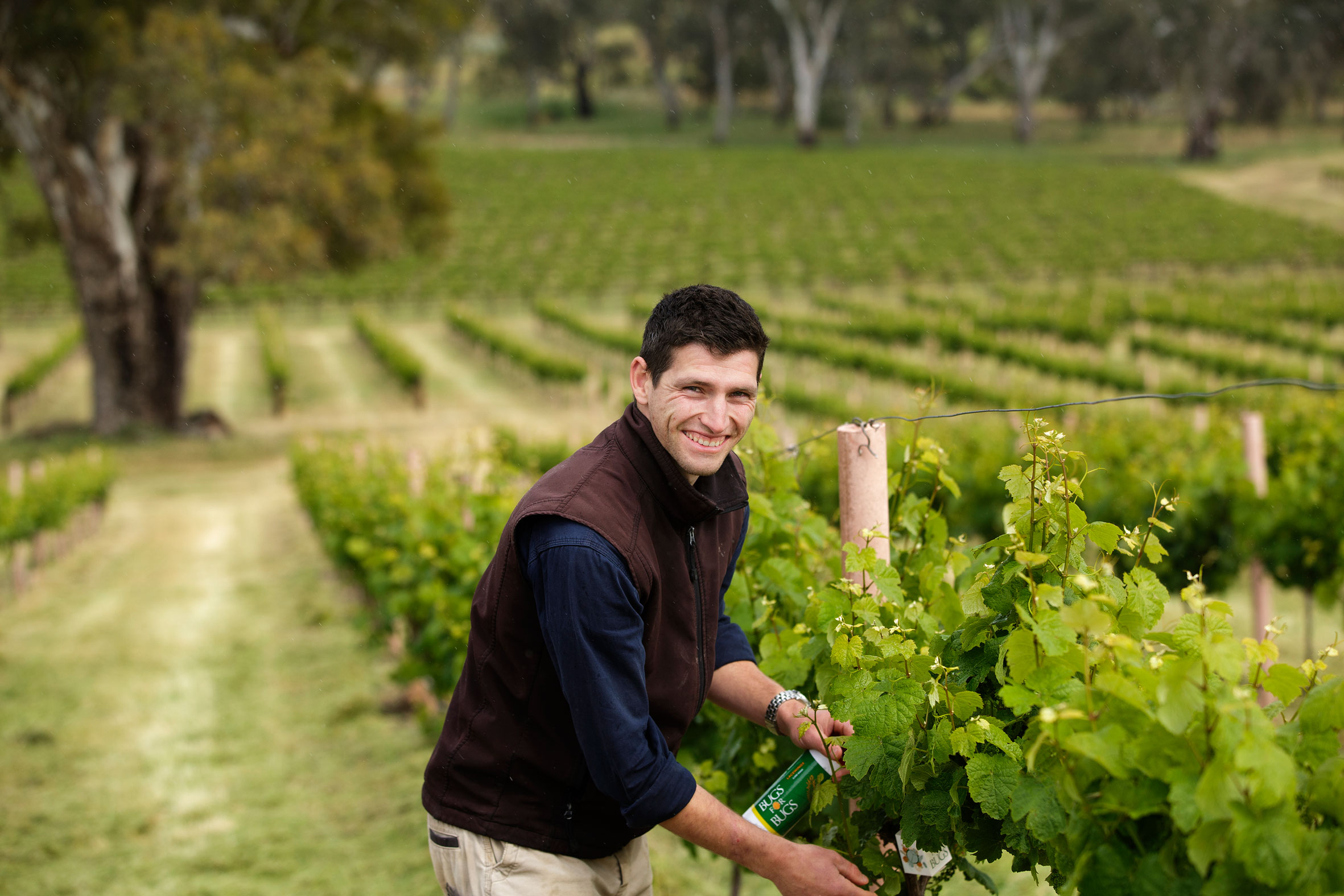 Conrad Pohlinger, Elderton viticulturist, lacewing release