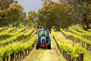 Craneford vineyard rows with tractor slashing sustainable vineyards