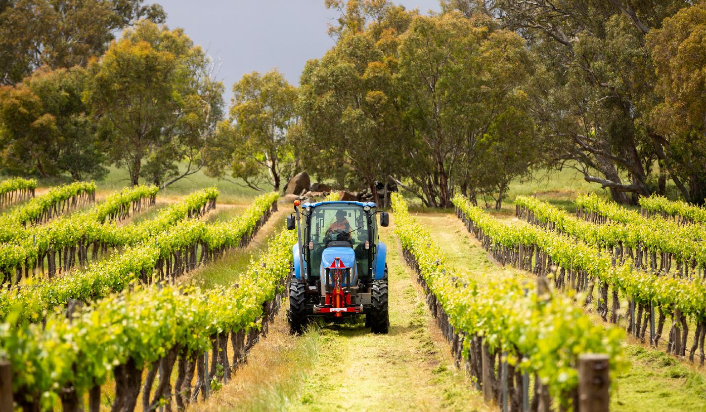 Craneford vineyard rows with tractor slashing sustainable vineyards