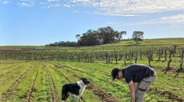 Conrad and Baloo Greenock August 2022 native planting revegetation vineyard sustainability