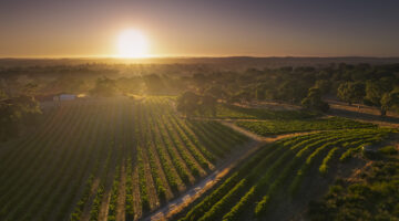 Elderton's Mengler Hill vineyard at sunrise