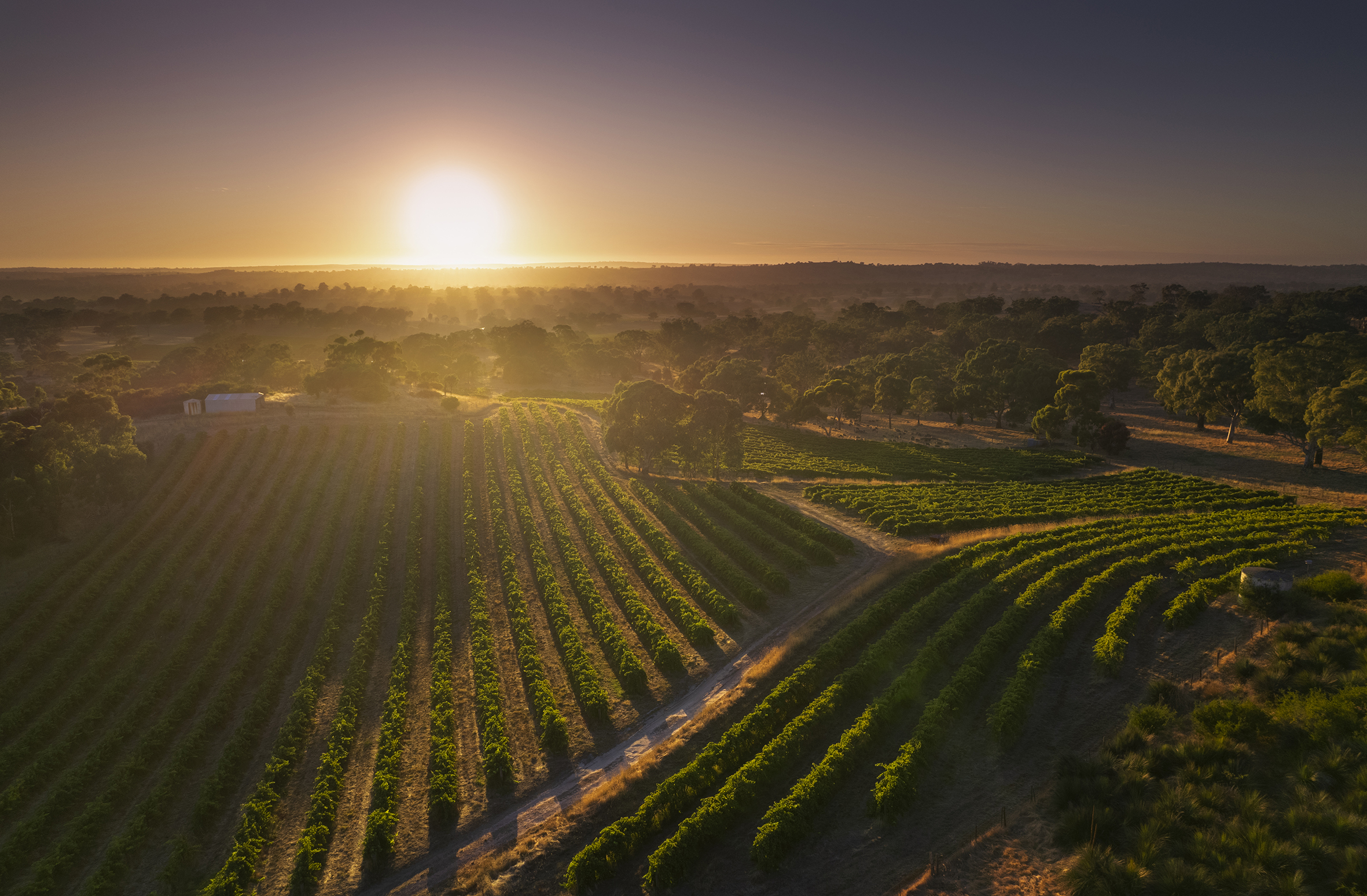 Elderton's Mengler Hill vineyard at sunrise