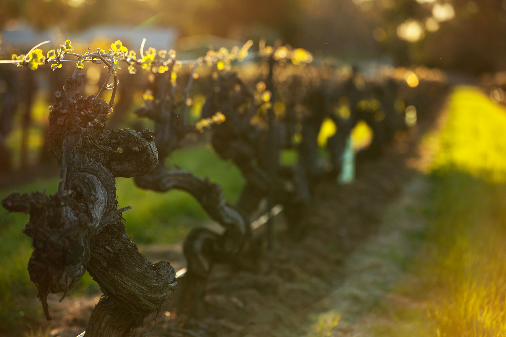 Command Shiraz vineyard at budburst - image by Dragan Radocaj